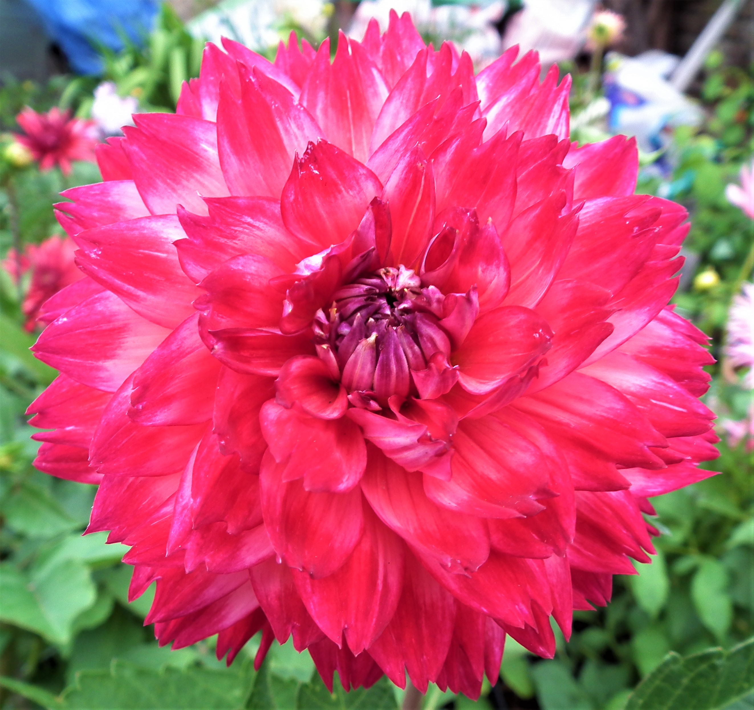 Dahlia Soulmate